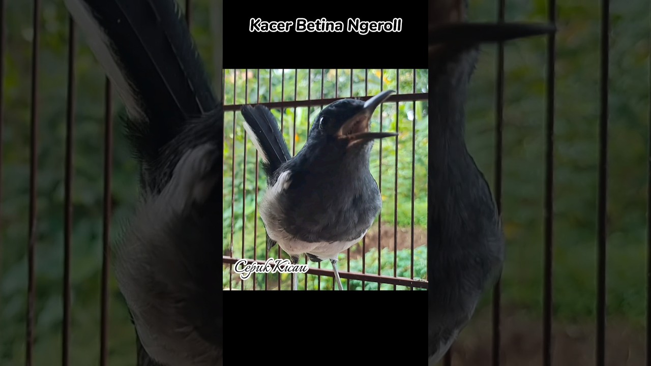 Kacer betina gacor ngeroll #kacerbahan #kacergacor #kacertrotol