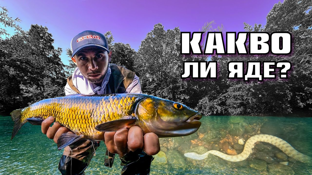 РАЗБИВАЩ РИБОЛОВ на  ЛАКОМИ КЕФАЛИ !!!