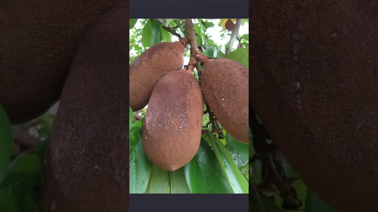 A Biopirataria &eacute; ROUBO #shorts