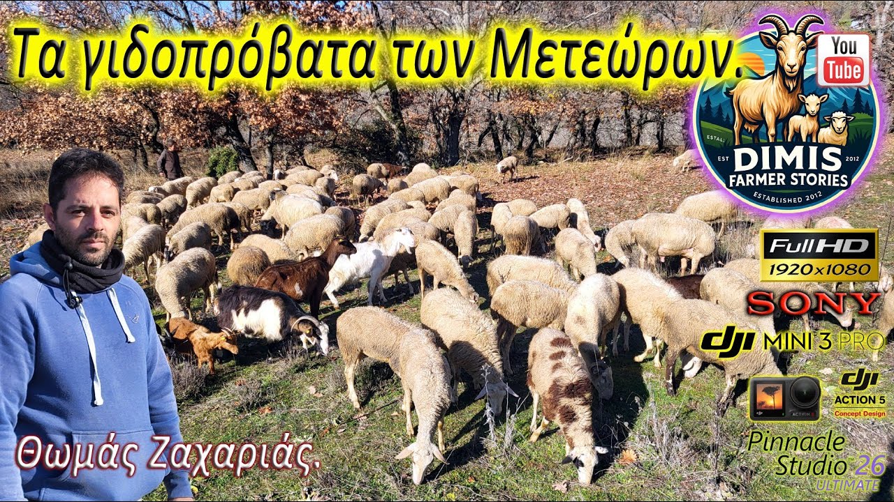Στα γιδοπρόβατα των Μετεώρων!!