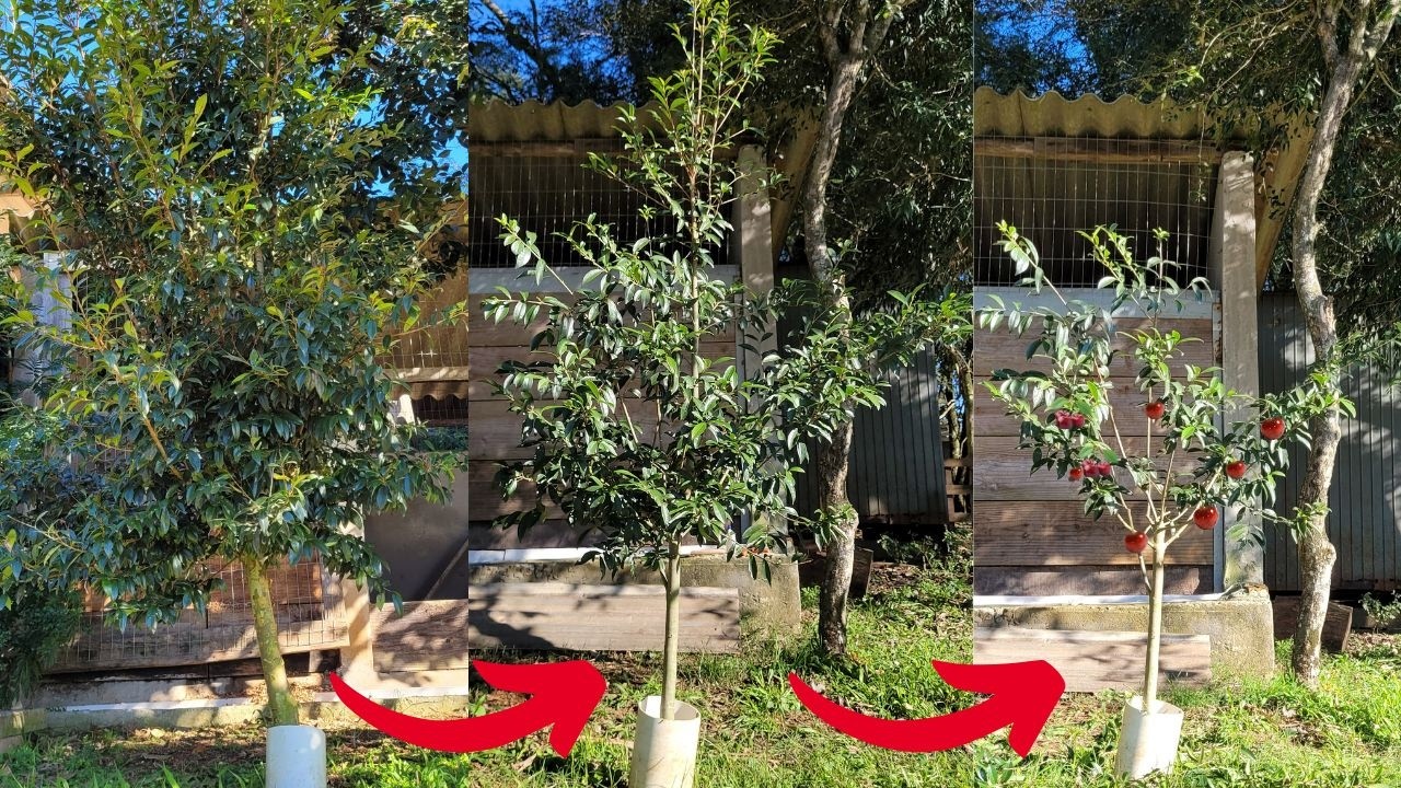 Cerejeira e Qualquer Frutífera Aumenta a Produção com a Poda de Formação