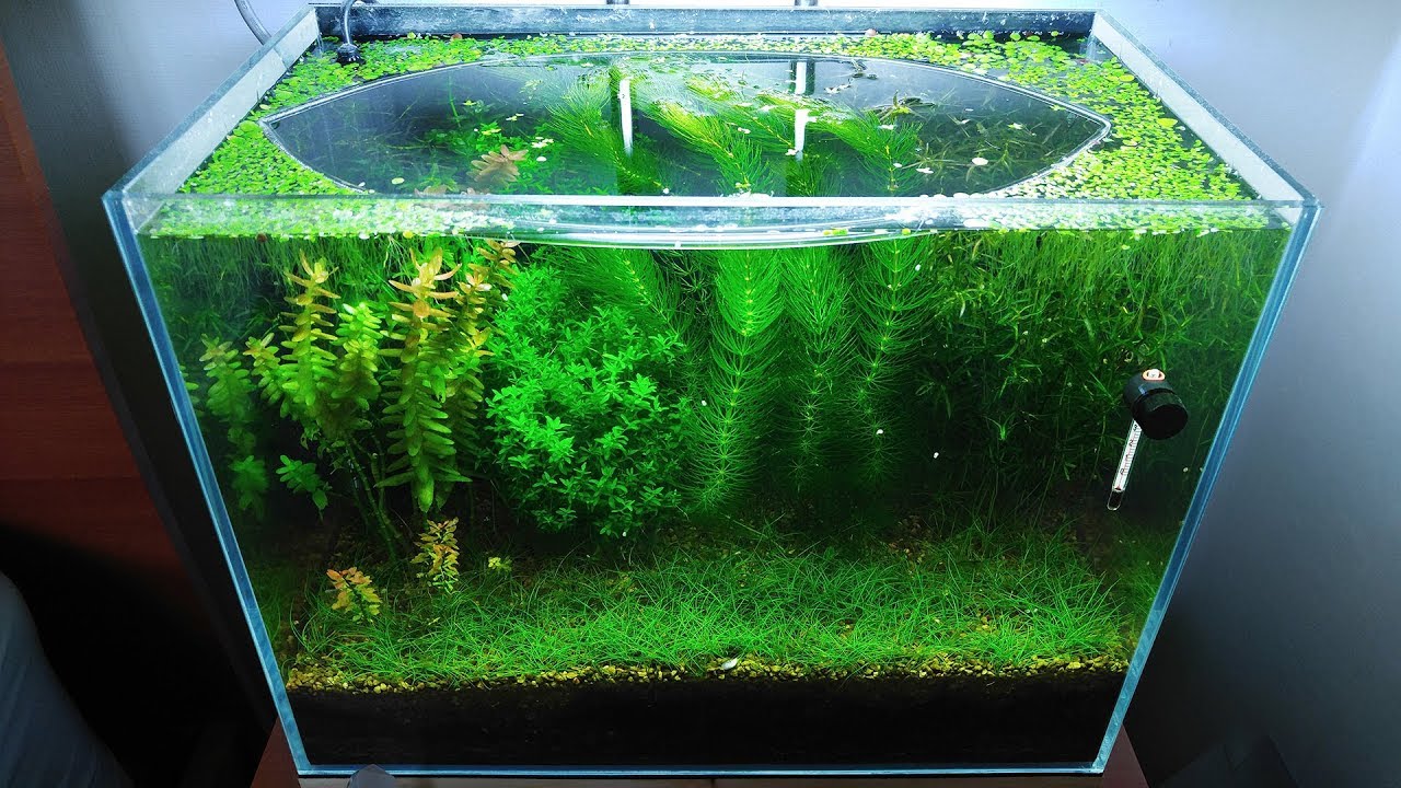 9 Months Update - (Saving Amano Larvae) NO filter, NO CO2, NO Ferts 5 Gallon Nano Tank