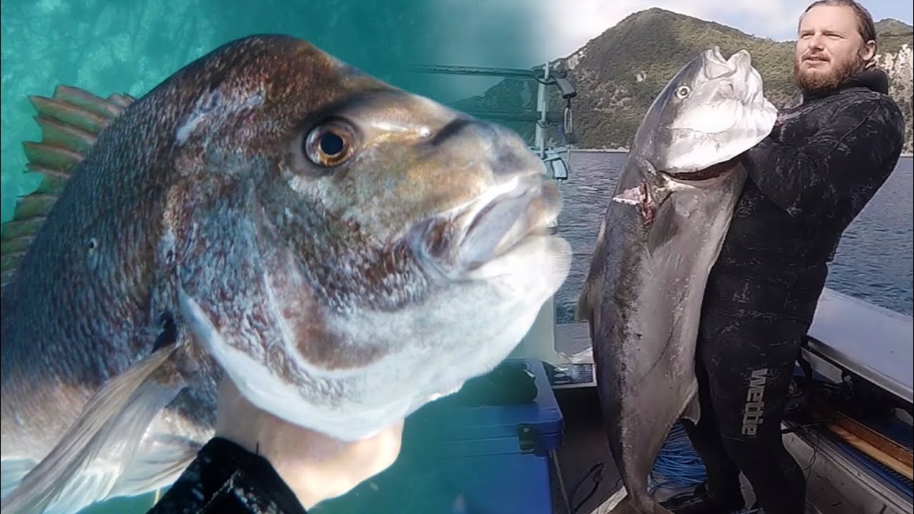 SPEARFISHING - The Hauraki Gulf - New Zealand