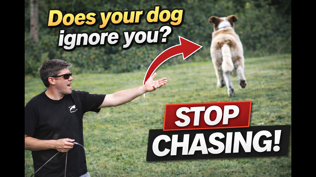 Teach your dog to come with these 10 tips