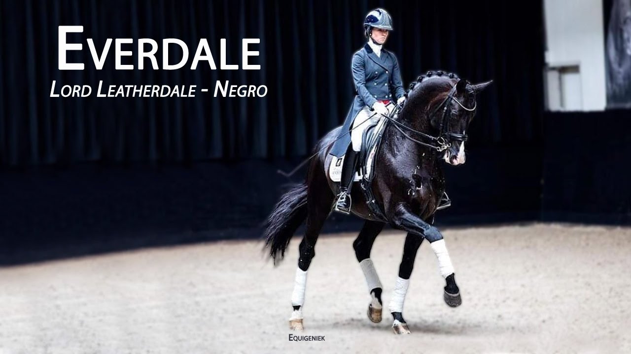 Everdale (Lord Leatherdale - Negro), KWPN  stallion, Approved KWPN, GOV, Hanoverian, & Westfalen
