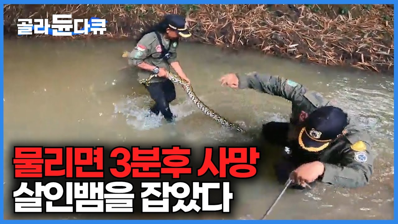 길이만 7미터. 사람도 삼켜버리는 뱀이 나타났다｜독사와 거대 뱀을 포획하는 인도네시아 뱀 구조단｜20250531방송｜극한직업｜#골라듄다큐