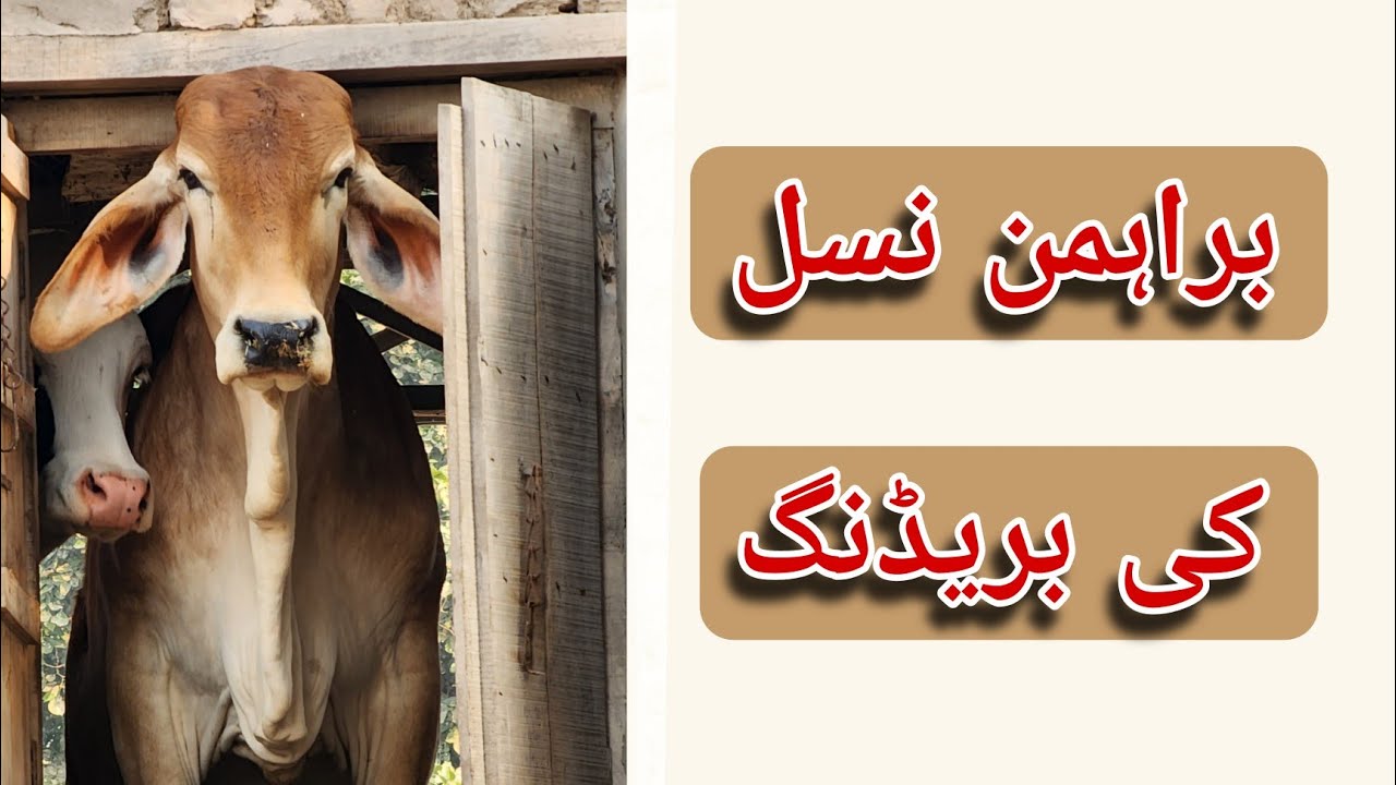 Breeding of Brahman cow; Brahman; Ablak; Nukra; Gulabi; Gyr; Brangus
