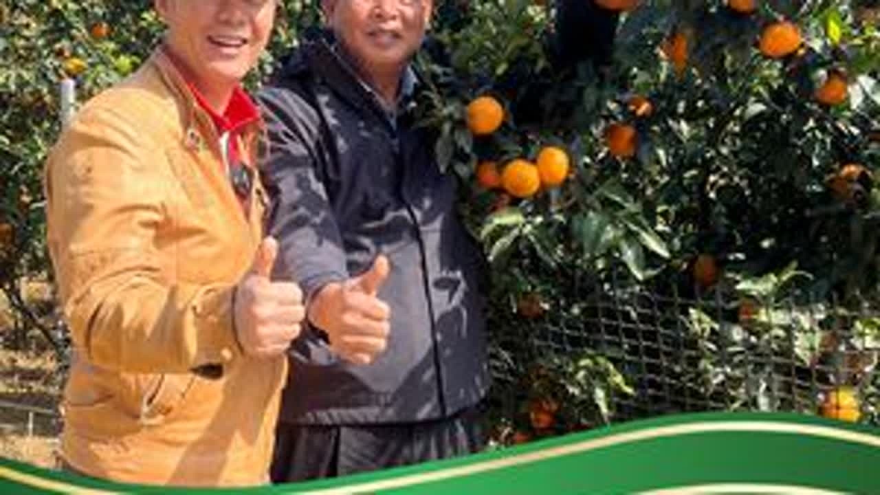 现在的沃柑没有10年前的好吃，你知道为什么吗？ #武鸣沃柑 #原生态农产品  #美加美生活 #返野生循环农业