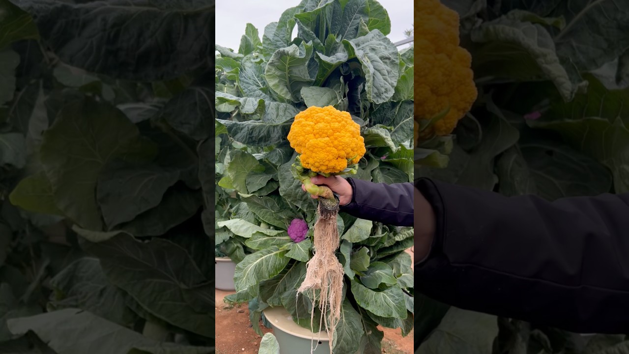 We grow hundreds of different crops across all 4 seasons on aeroponic towers #farming