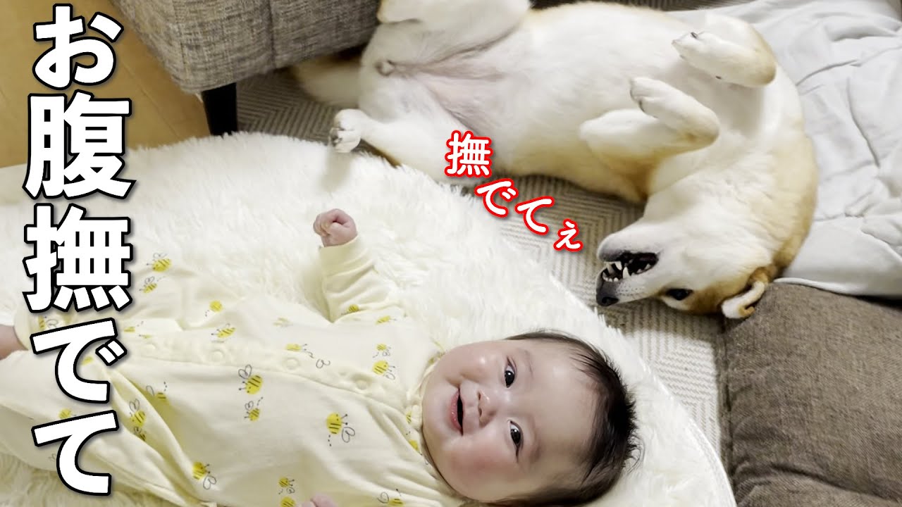 赤ちゃんにお腹を撫でて欲しくてアピールする柴犬