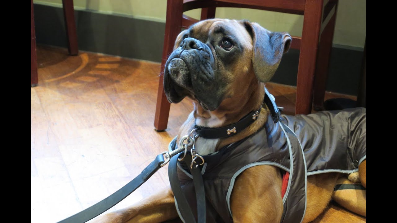 Klippy - Boxer- 3 Week Residential Dog Training at Adolescent Dogs