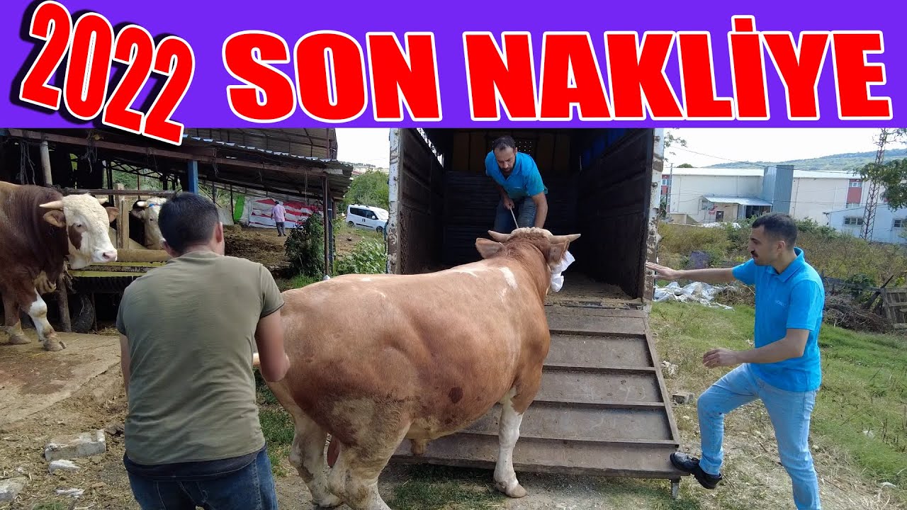 BARIŞIN KURBANLIK NAKLİYESİ // 2022 SON NAKLİYE