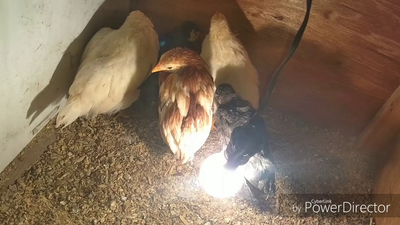 TRES USOS DE LA PIMIENTA NEGRA EN GUAJOLOTES Y GALLINAS