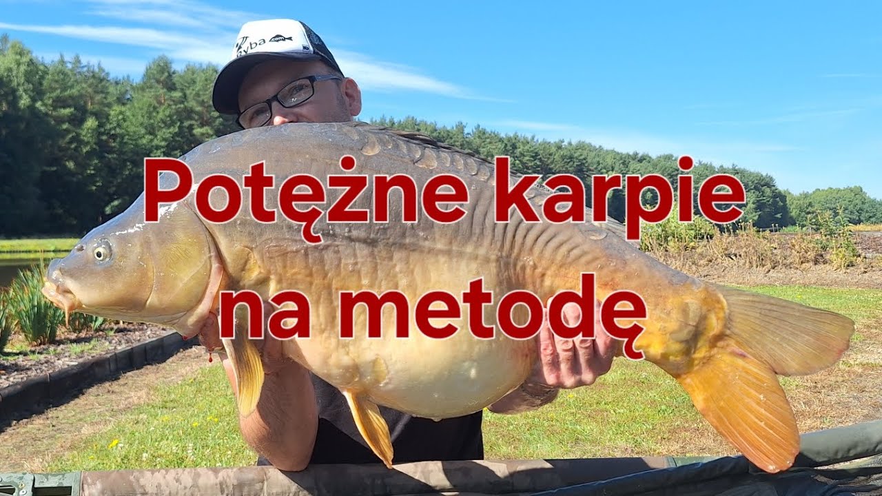 Potężne karpie na method feeder.
