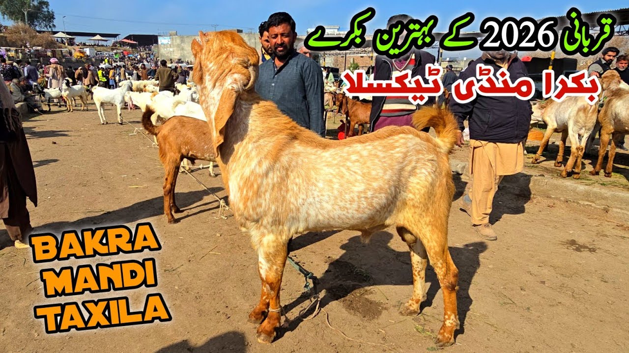 Qurbani Bakra Eid Ka Mall Bakra Mandi Taxila Latest Update February 2026