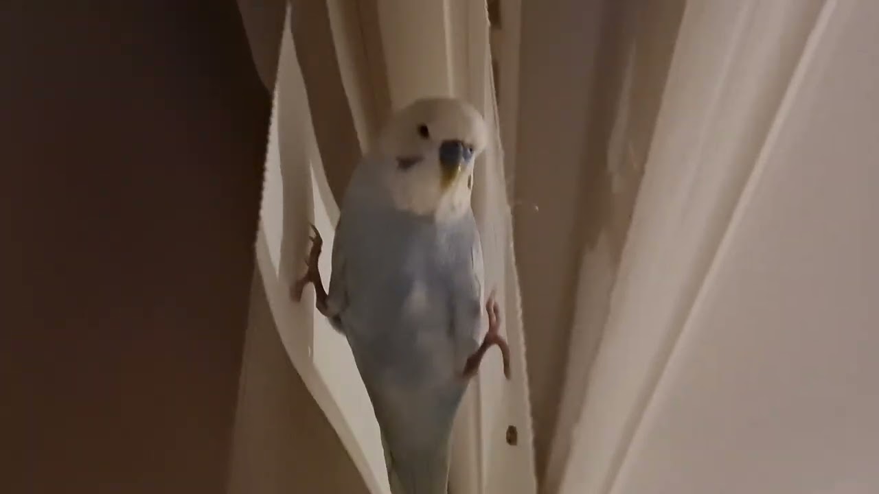 budgie waiting hanging on the curtain