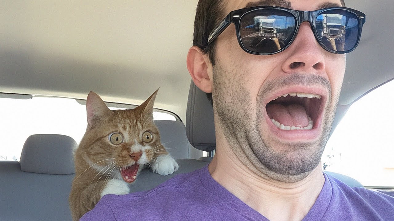 Cuando tu Gato es m&aacute;s Dram&aacute;tico que un Comediante 😂 Los Perros y Gatos m&aacute;s Divertidos 2025