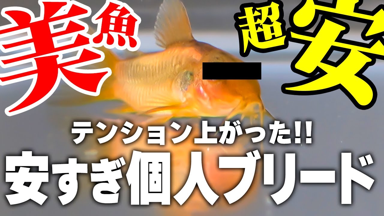 美コリドラスが格安で買えた！札幌の個人ブリード熱帯魚をアクアテイラーズさんで大量ゲット！ #アクアリウム #熱帯魚 #コリドラス 【ビバアクア】