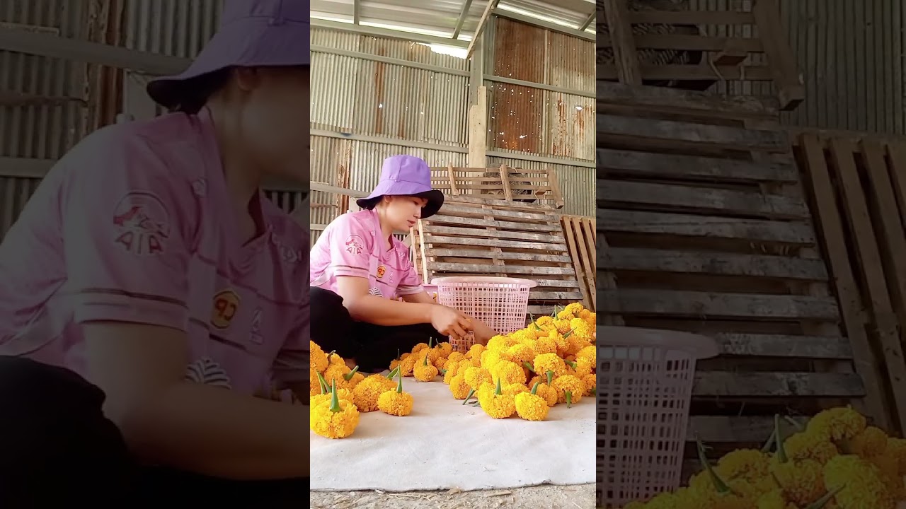 อาชีพสร้างงาน กับการปลูกดาวเรืองขาย #สร้างงานสร้างอาชีพ #ดอกไม้ทำเงิน #ไม้ดอกเศรษฐกิจ