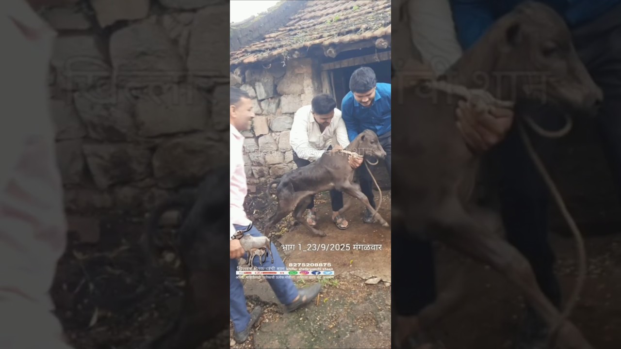 कपिला खिल्लार गाय भाग 1 फक्त बघण्यासाठी#cow #bull #khillar #खिल्लार #कपिला #kapila