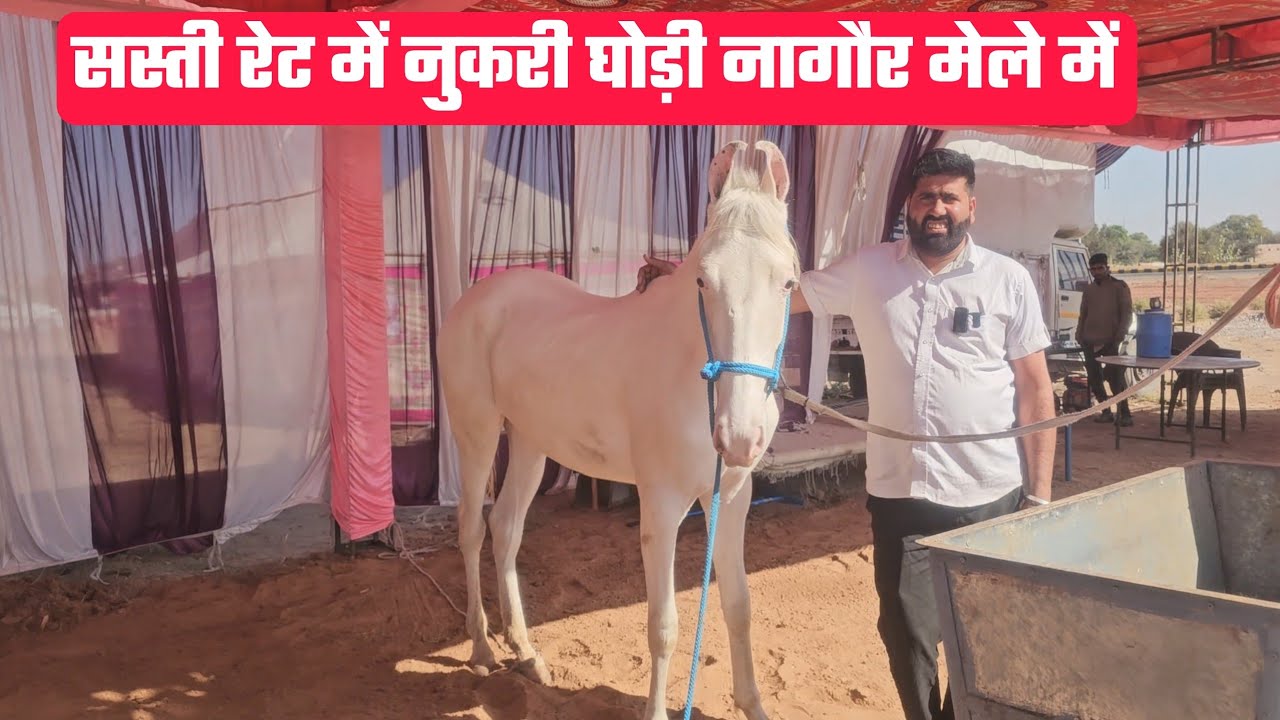 सस्ती रेट में नुकरी घोड़ी! नागौर मेले में खरीदारों की लगी भीड़ | Nagaur Pashu Mela 2026