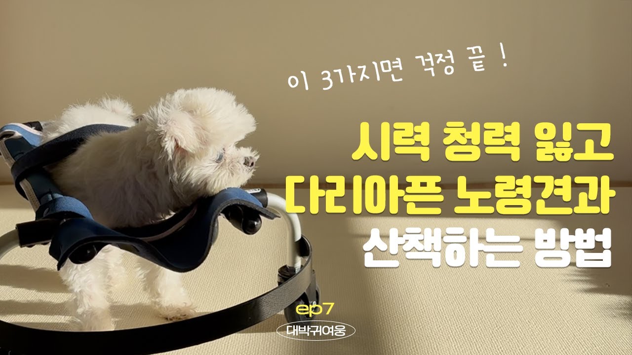 17살 노령견 산책, 이런 준비물 필수입니다 !!