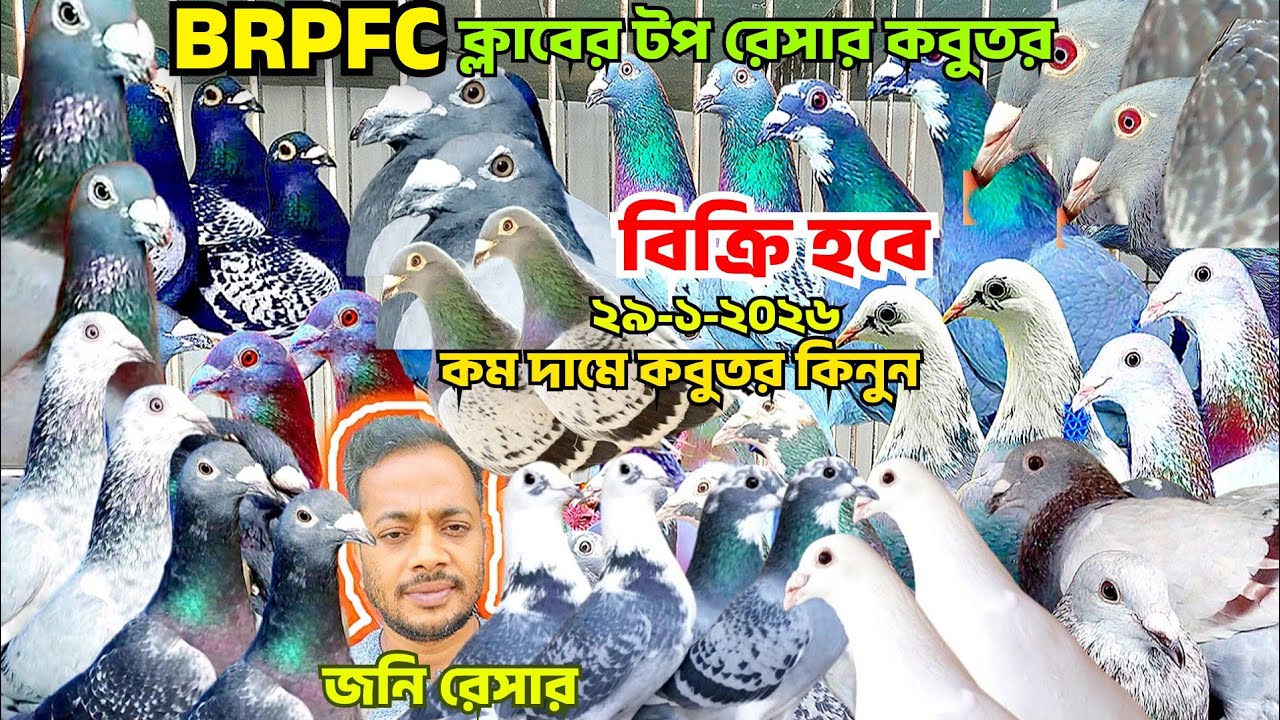 ৪টা ক্লাবের রেসার কবুতর বিক্রি হবে,BRPFC, BRPEL, BRPOA , ARPCD, জনি ভাই রেসসার কবুতর কিনার কম দামে