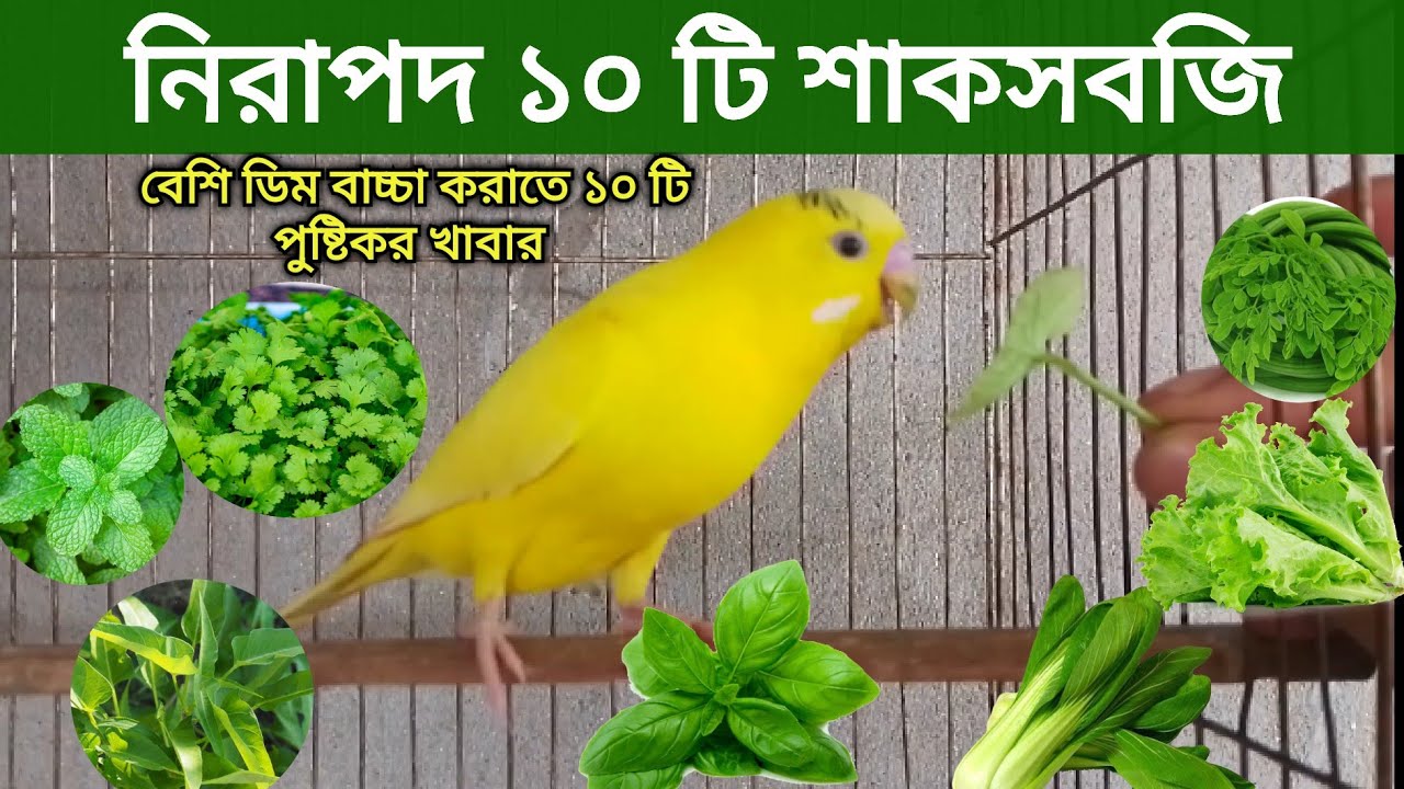 বাজিগর পাখিকে কোন কোন শাকসবজি খাওয়াবেন | Vegetables For Budgerigar bird | বাজরিগার পাখি পালন পদ্ধতি