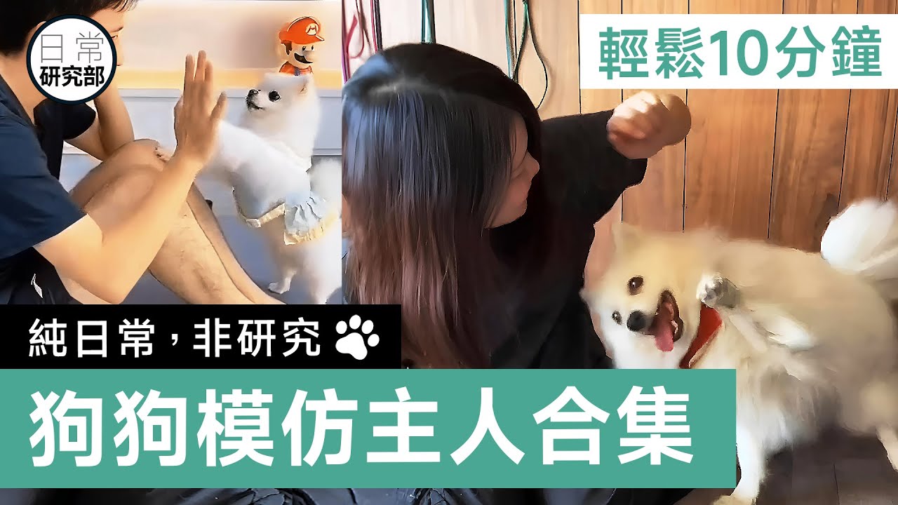 狗狗愛模仿｜狗狗講話｜狗狗瑜珈｜純日常，非研究
