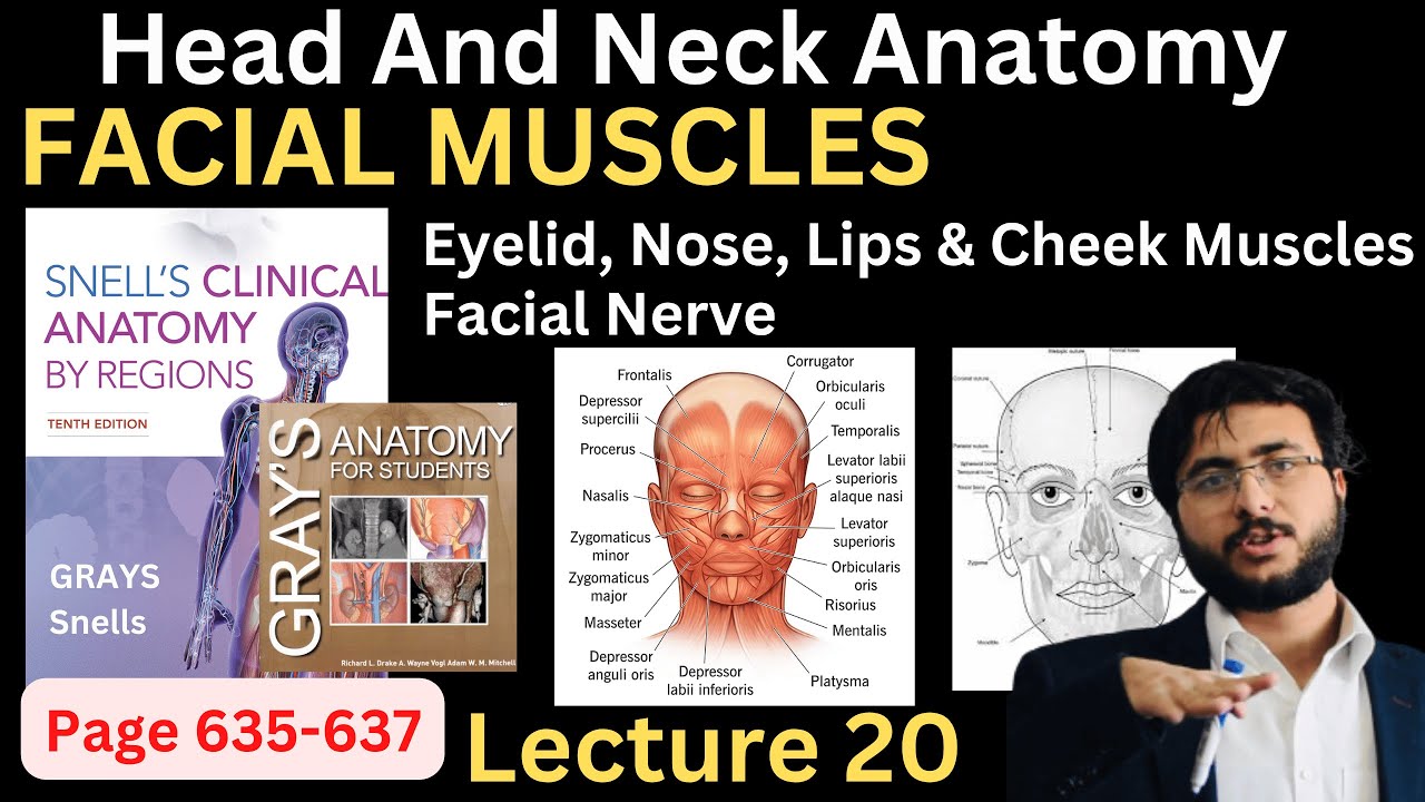 Facial Muscles Explained | Face, Eyelid, Nose, Lips & Cheek Muscles | Facial Nerve | Snell’s Anatomy