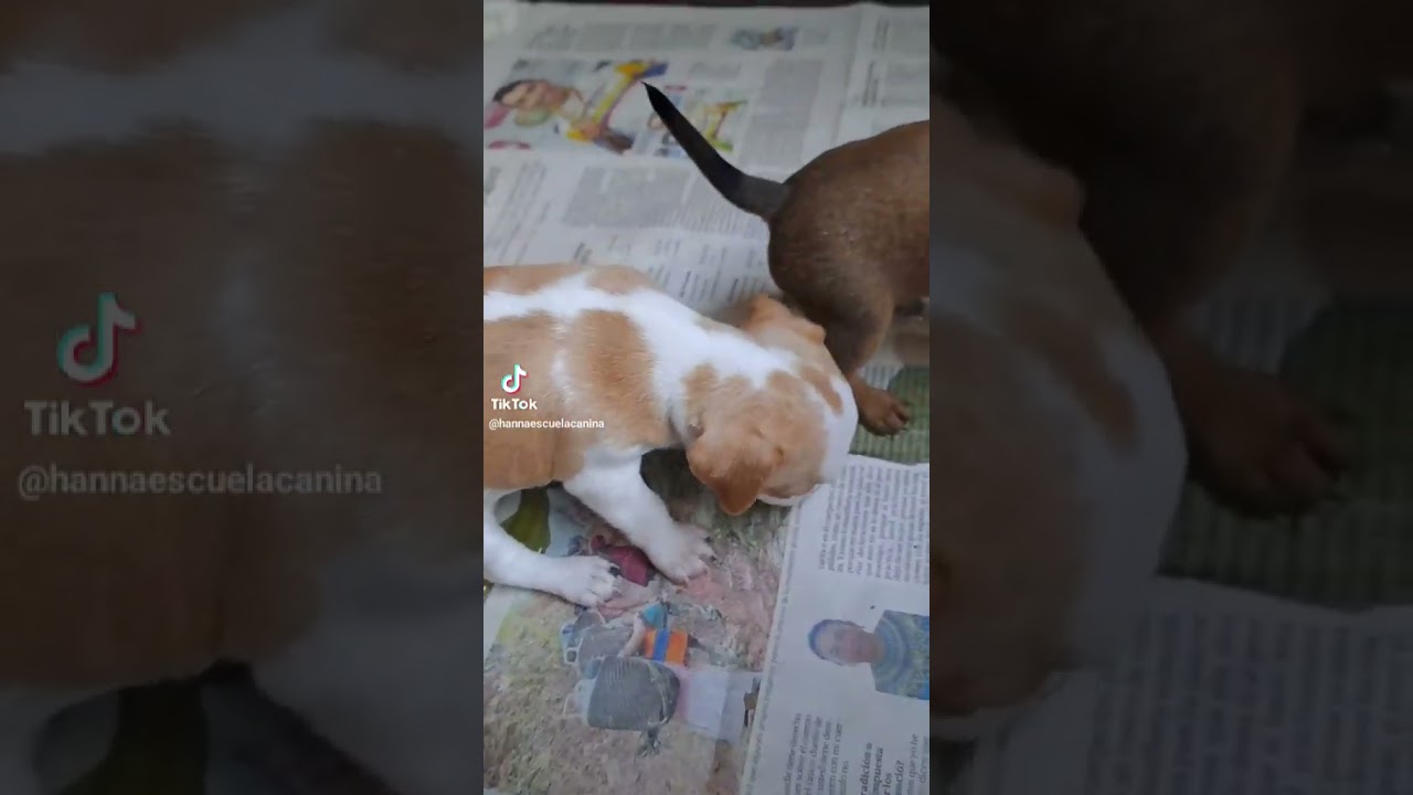 como enseñar a un cachorro hacer chichi en un solo lado