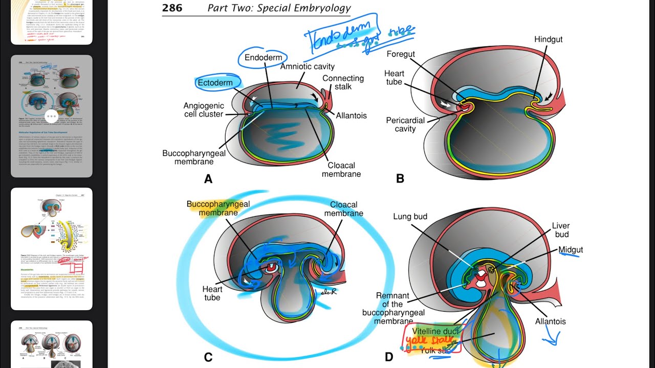 Digestive system embryology (lamgman)