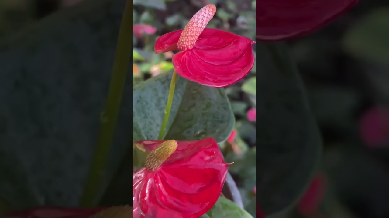 මේ වගේ හුරුබුහුටි ගස් ඕනීද?#anthuriumwagawasinhala#fypviral#plants#anthurium#0765647812