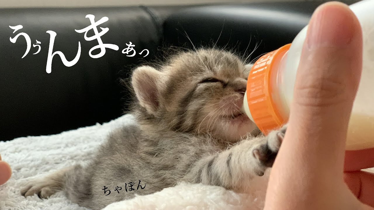 6猫のミルク♪ぐーびぃぐびっ♪飲み過ぎでお腹がパツンパツンる★ママ猫と生まれてすぐ離れちゃった子猫★9日目～子猫の成長記録～【子猫〈保護猫〉】★～Kitten growth record～