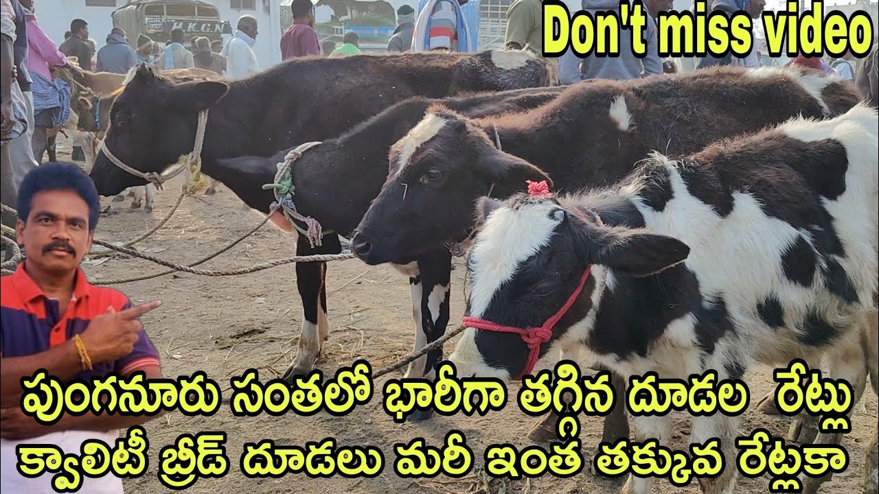 పుంగనూరు సంతలో భారీగా తగ్గిన దూడలు క్వాలిటీ బ్రీడ్ దూడలు మరీ ఇంత తక్కువ రేట్లకే #rktelugutravaller  
