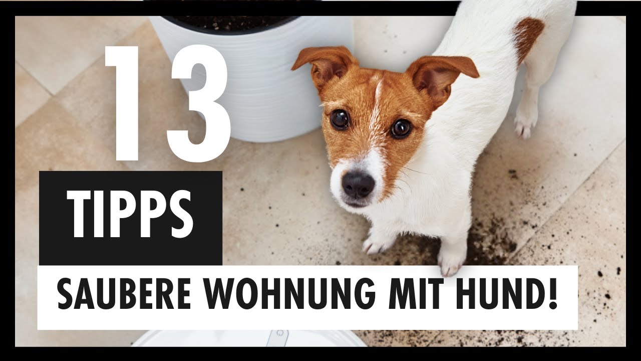 HUNDEHAUSHALT | 13 Tipps F&uuml;r Sauberen Haushalt Mit Hund + 🆓 Rezepte: Selbstgemachte Putzmittel