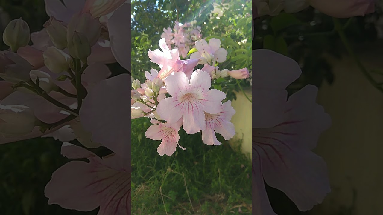 flowers messenger