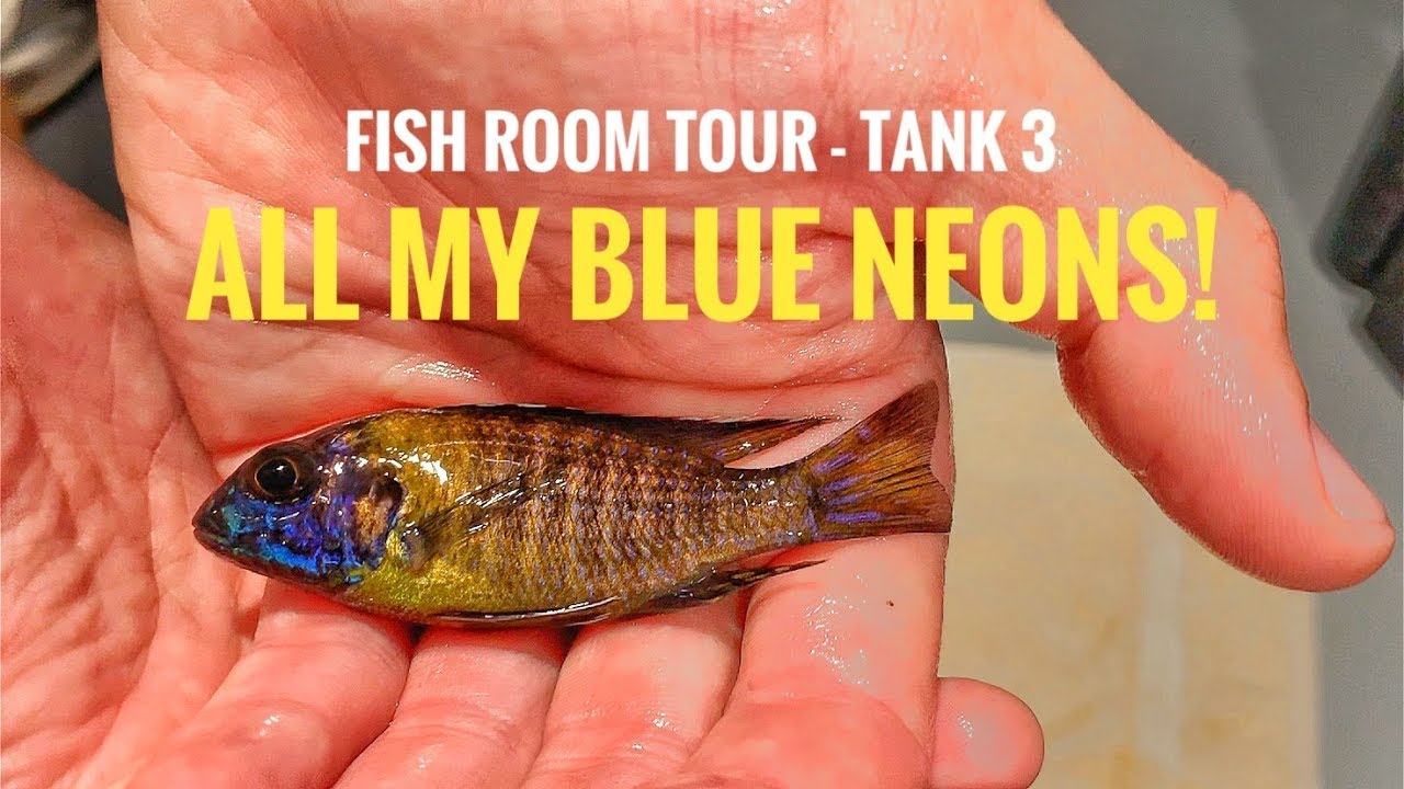 I BRED ALL THESE FISH! | Fish Room Tour-TANK 3