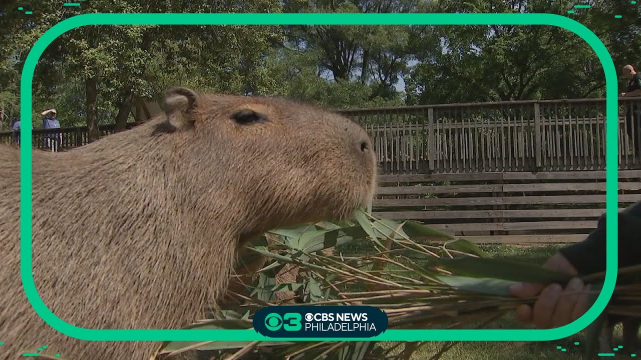 SummerFest 2023: Cape May County Zoo's capybara craze