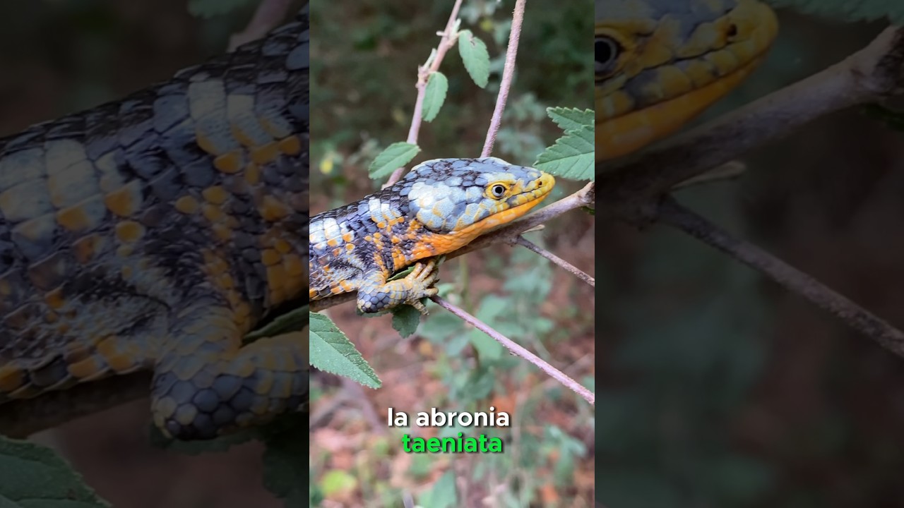 Abronia taeniata