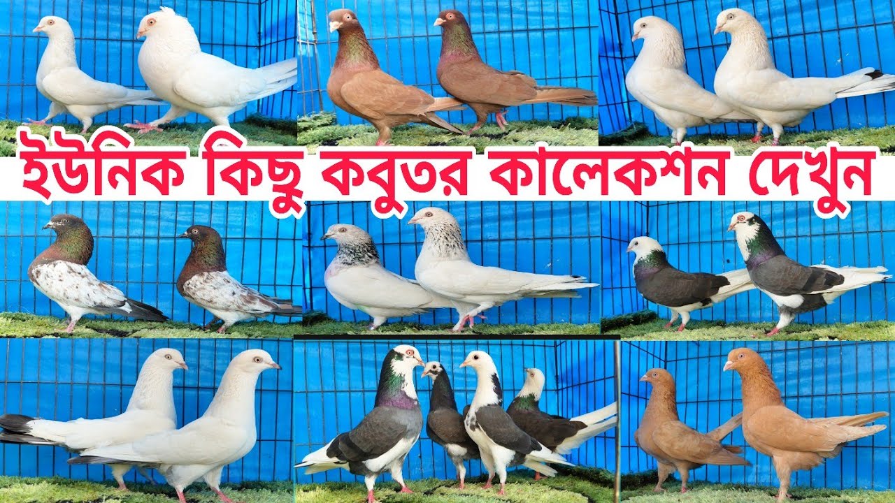অনিক ভাইয়ের অস্থির গিরিবাজ ও কালারিং কবুতর কম দামে কিনুন Gribaz coloring Pigeions #shorts #Pigeions 