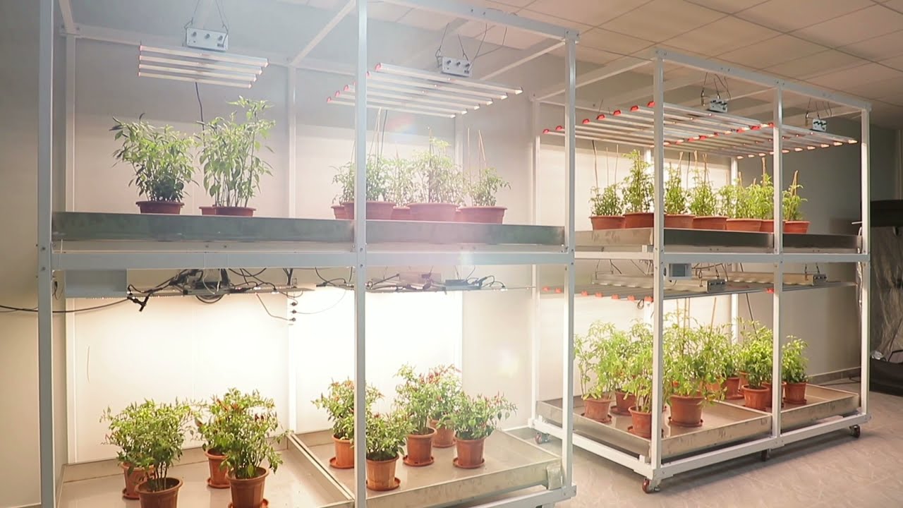 SunPlus Vertical Farming 3 Channel VEG Bloom UV LED Grow Light Bar 250w 510w 700w 1000w