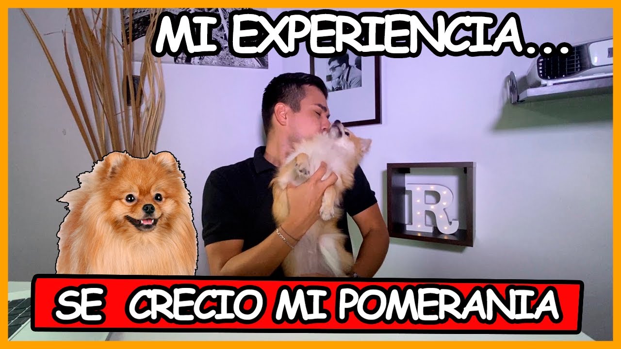 PRIMER CELO DE MI POMERANIA / MI EXPERIENCIA