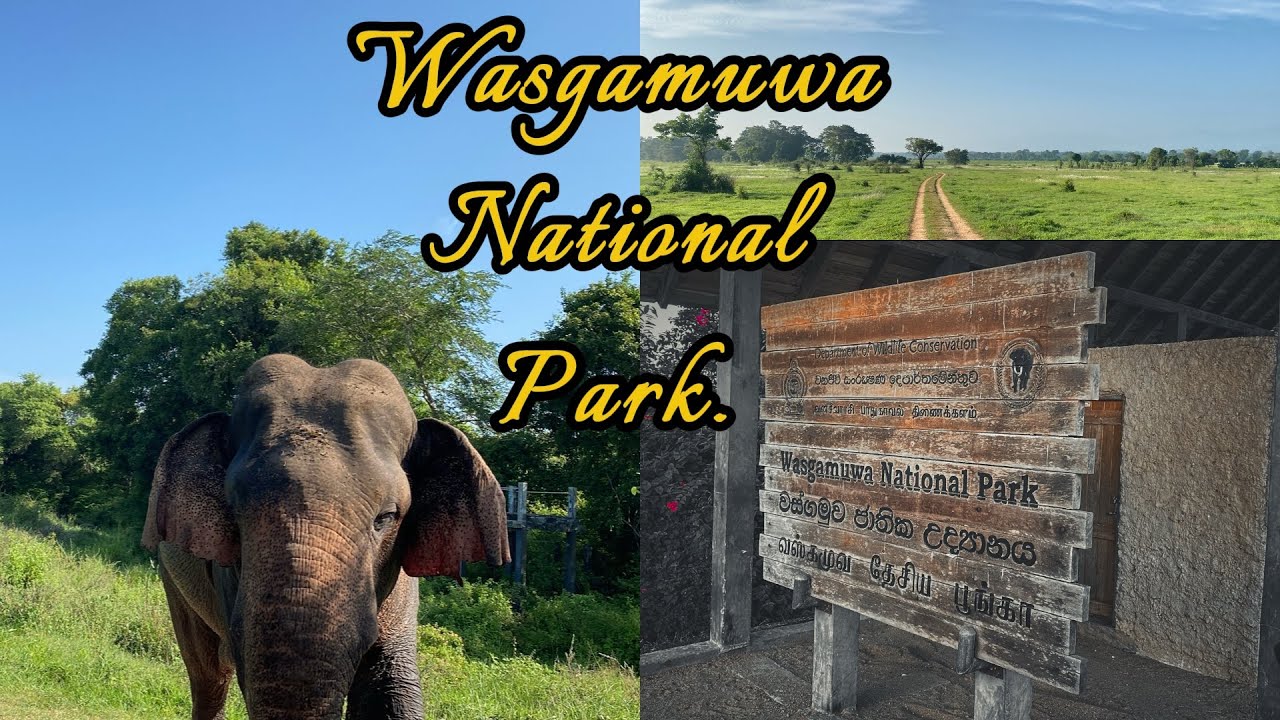 Wasgamuwa National park. #wasgamuwa #elephant #trending #travel #srilanka #wildlife #wildepic #birds