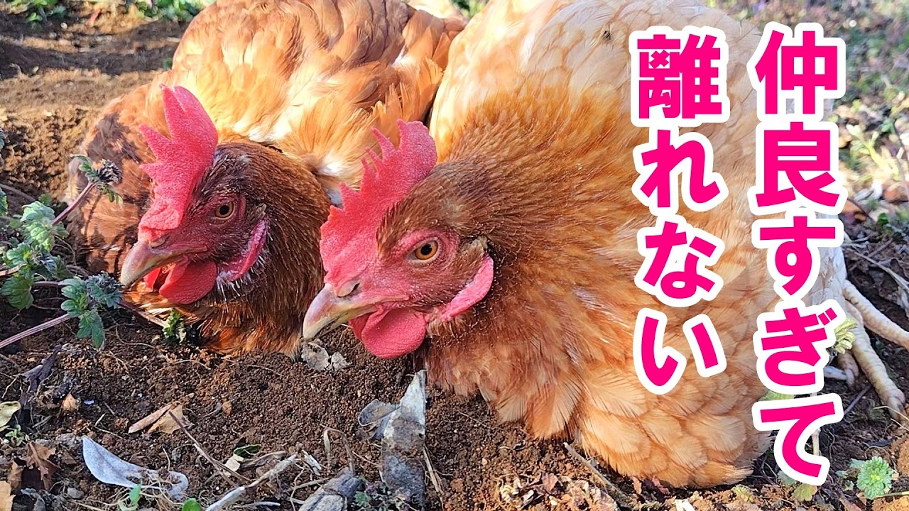 信頼し合うニワトリたちは何をするにも一緒で離れません【シンクロ鶏】#111