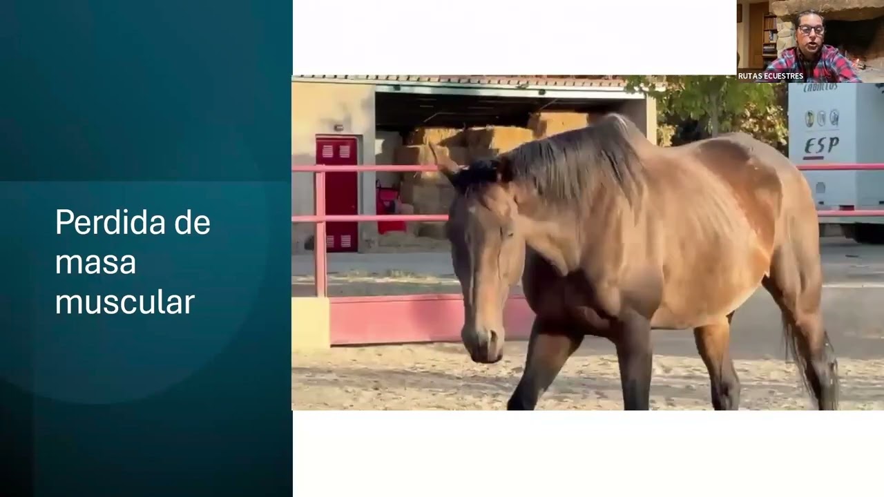 ¿Sabes qué cuidados necesitan los caballos mayores?