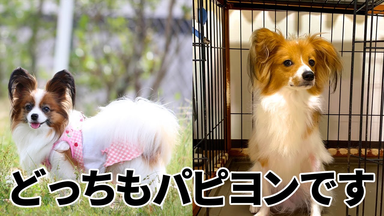 『一般的なパピヨン』と『我が家のパピヨン』の特徴や傾向を比較してみた！