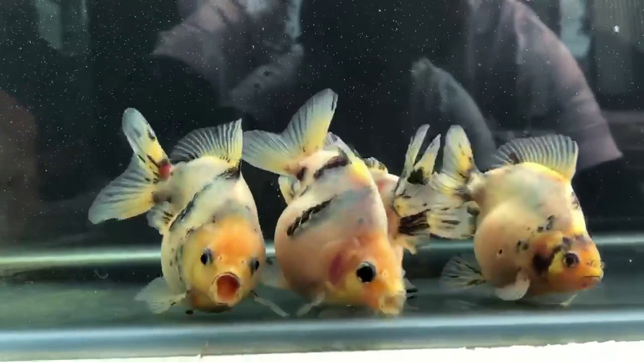 Best quality ryukin goldfish | Goldfish Thailand