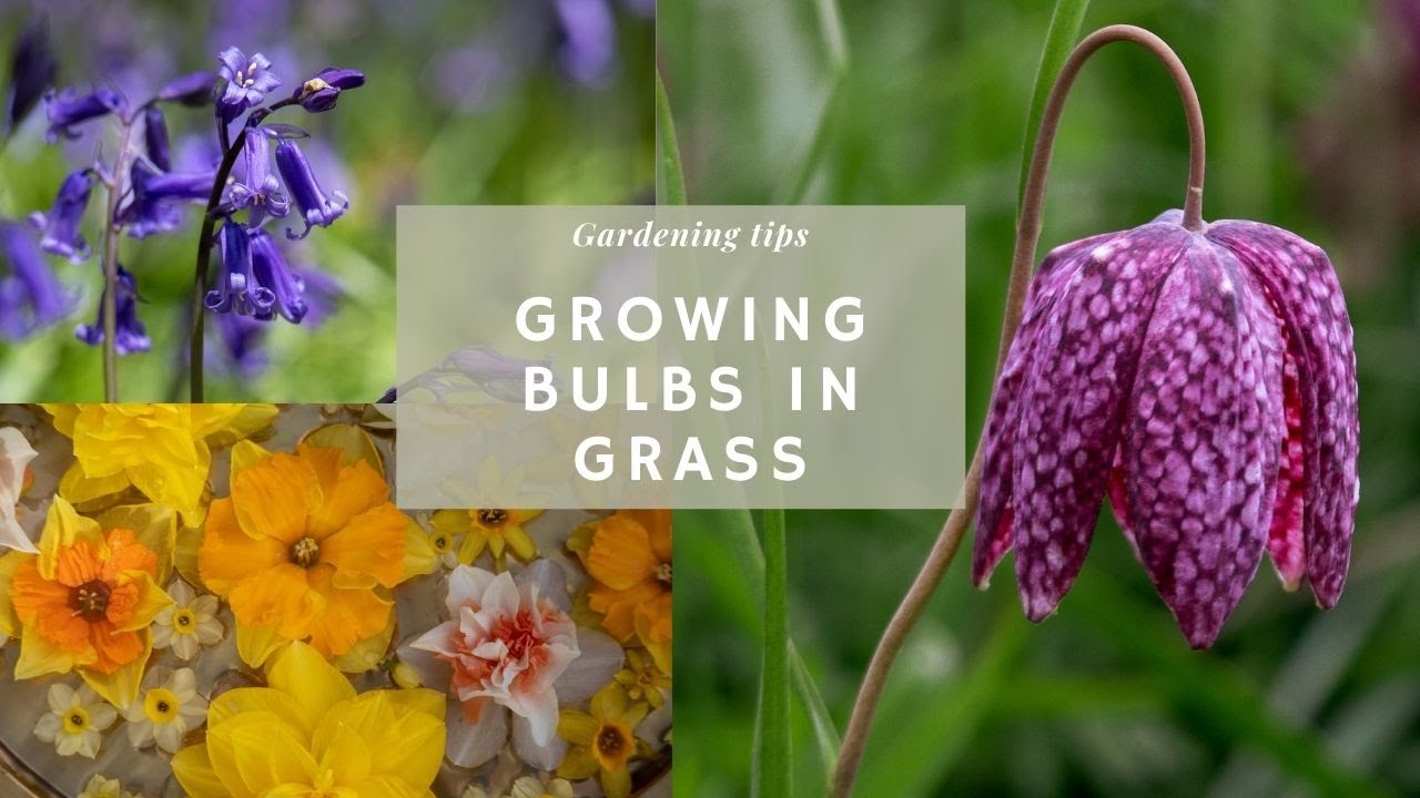 NATURALISING Spring Bulbs in GRASS 🌷| Planting Fritillaries & Daffodils | Bulbs Growing Series (#3)