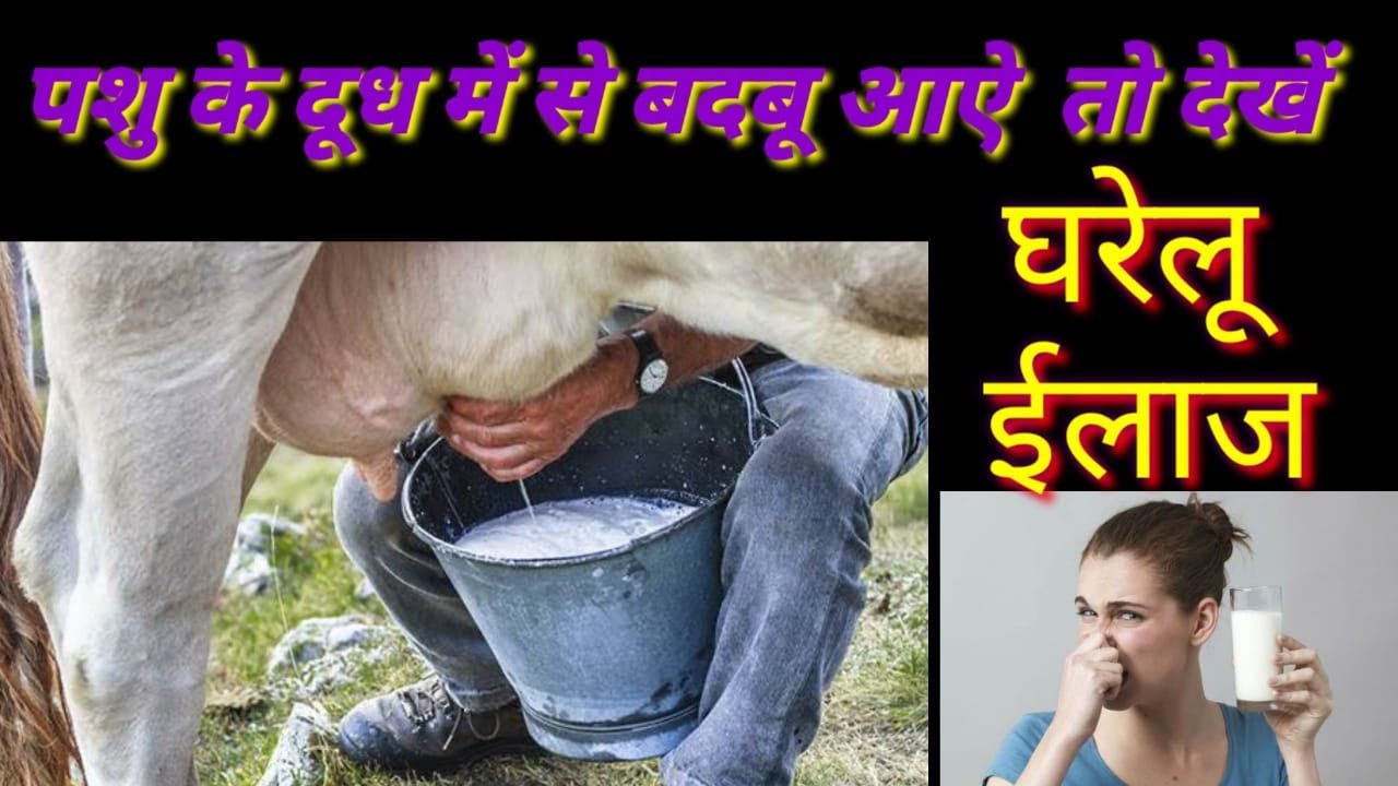 पशुओ के दूध में से बदबू आये तो करें घरेलू इलाज Home treatment for bad smell in milk of cow and buff
